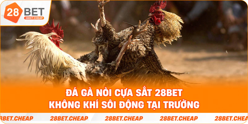 Đá gà nòi cựa sắt 28BET – không khí sôi động tại trường