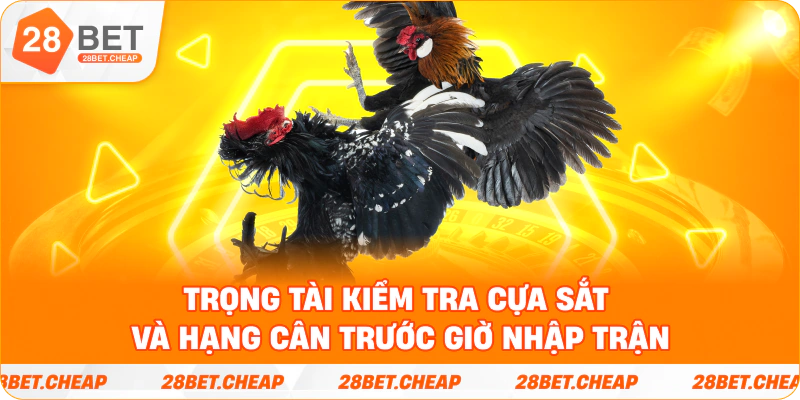 Trọng tài kiểm tra cựa sắt và hạng cân trước giờ nhập trận